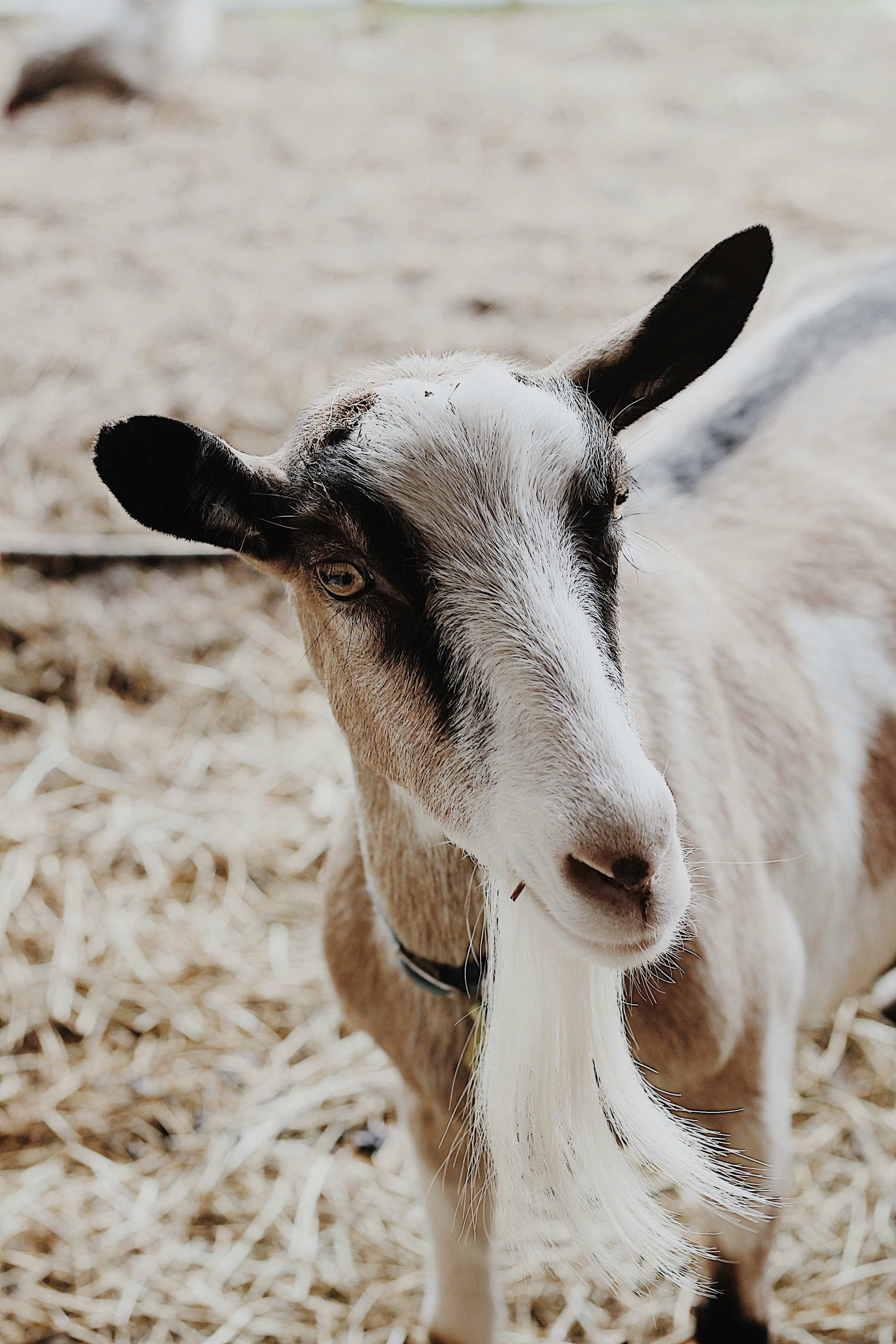 white and black goat